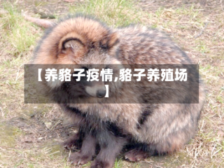 【养貉子疫情,貉子养殖场】