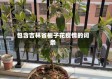 包含吉林省栀子花疫情的词条