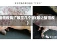 猪瘟疫情扩散至几个省(最近猪瘟疫)