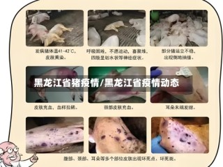 黑龙江省猪疫情/黑龙江省疫情动态