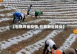 【石泉烤烟疫情,石泉新冠肺炎】