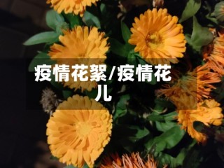 疫情花絮/疫情花儿
