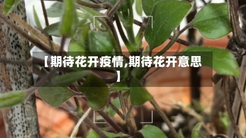 【期待花开疫情,期待花开意思】
