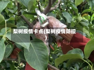 梨树疫情卡点(梨树疫情防控)