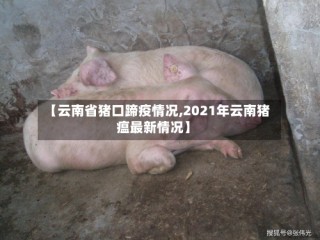 【云南省猪口蹄疫情况,2021年云南猪瘟最新情况】