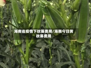 海南省疫情下秋葵费用/海南今日黄秋葵费用