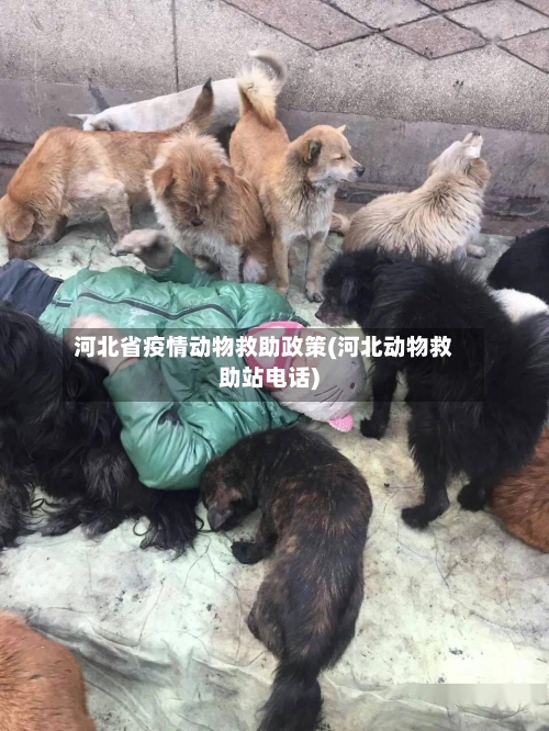 河北省疫情动物救助政策(河北动物救助站电话)-第3张图片