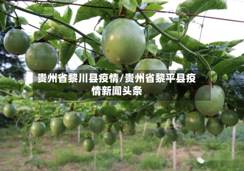 贵州省黎川县疫情/贵州省黎平县疫情新闻头条-第1张图片