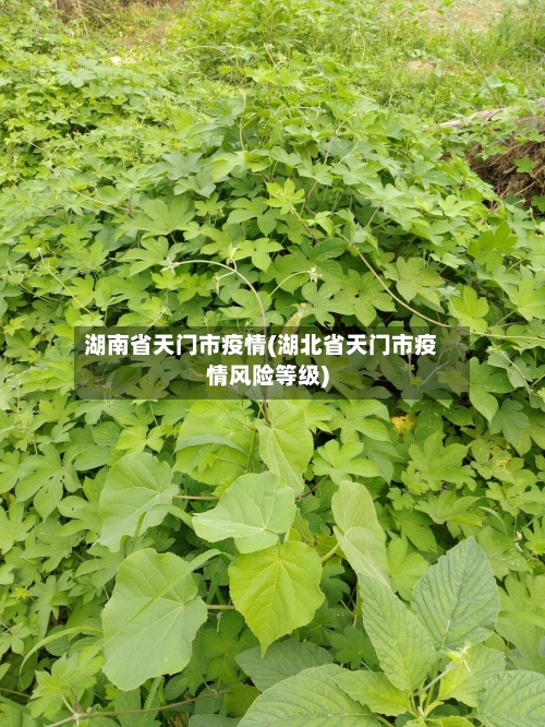 湖南省天门市疫情(湖北省天门市疫情风险等级)-第2张图片
