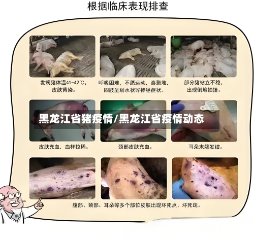 黑龙江省猪疫情/黑龙江省疫情动态-第1张图片