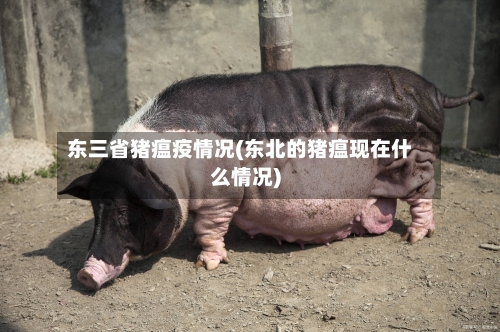 东三省猪瘟疫情况(东北的猪瘟现在什么情况)-第1张图片