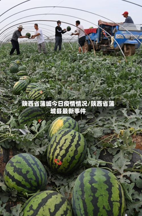 陕西省蒲城今日疫情情况/陕西省蒲城县最新事件-第1张图片