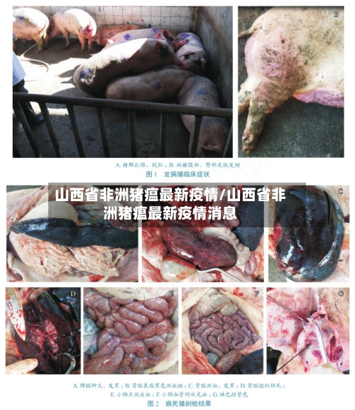 山西省非洲猪瘟最新疫情/山西省非洲猪瘟最新疫情消息-第2张图片
