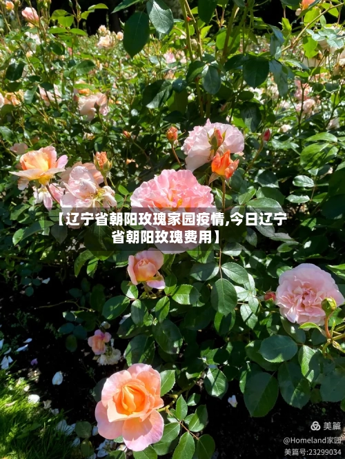 【辽宁省朝阳玫瑰家园疫情,今日辽宁省朝阳玫瑰费用】-第1张图片