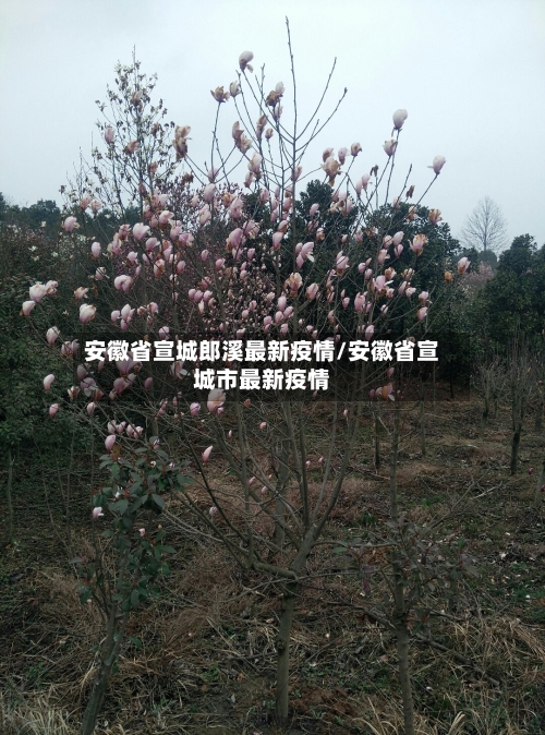 安徽省宣城郎溪最新疫情/安徽省宣城市最新疫情-第3张图片