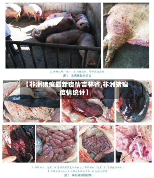 【非洲猪瘟最新疫情吉林省,非洲猪瘟疫情统计】-第1张图片