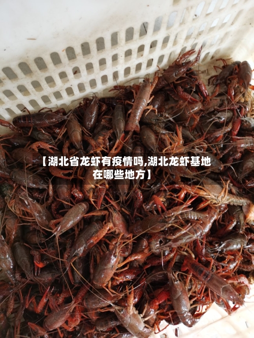 【湖北省龙虾有疫情吗,湖北龙虾基地在哪些地方】-第2张图片