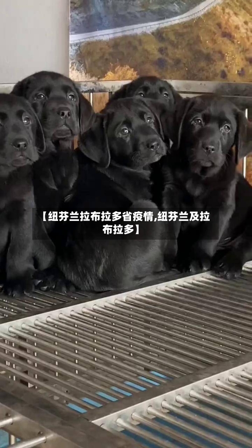 【纽芬兰拉布拉多省疫情,纽芬兰及拉布拉多】-第3张图片