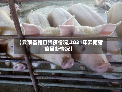 【云南省猪口蹄疫情况,2021年云南猪瘟最新情况】-第2张图片