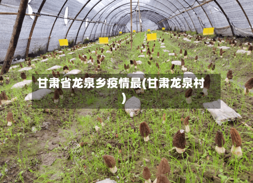 甘肃省龙泉乡疫情最(甘肃龙泉村)-第2张图片