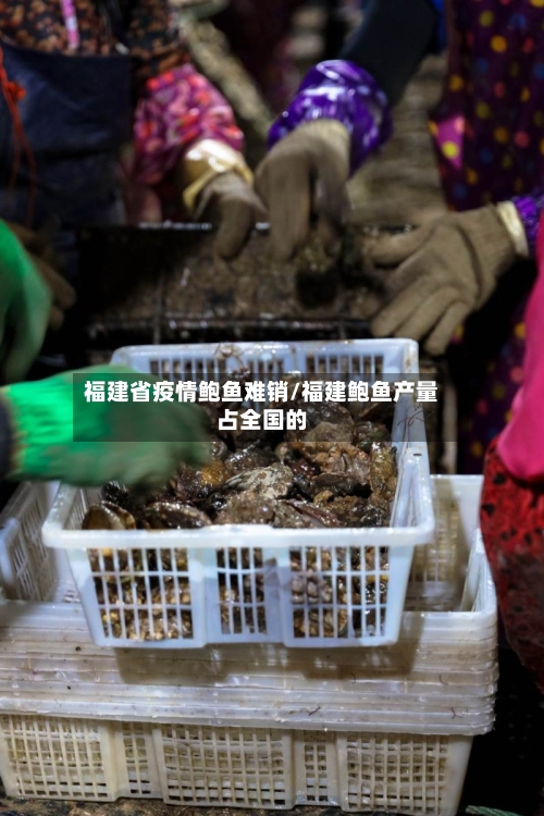 福建省疫情鲍鱼难销/福建鲍鱼产量占全国的-第2张图片