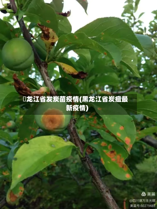 黒龙江省发炭菌疫情(黑龙江省炭疽最新疫情)-第3张图片