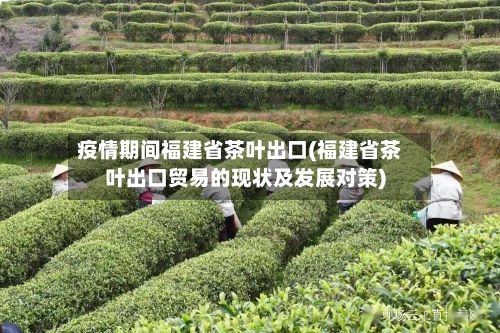 疫情期间福建省茶叶出口(福建省茶叶出口贸易的现状及发展对策)-第2张图片