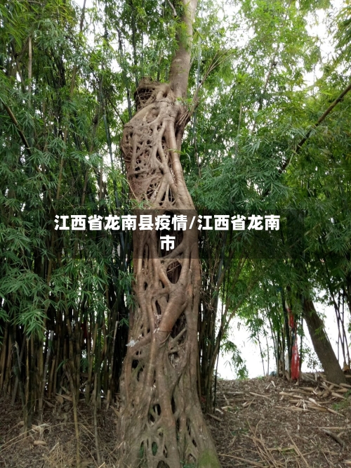 江西省龙南县疫情/江西省龙南市-第2张图片