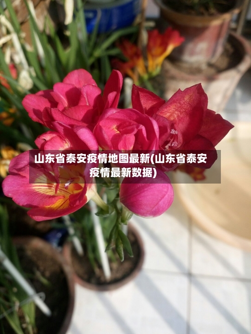 山东省泰安疫情地图最新(山东省泰安疫情最新数据)-第1张图片