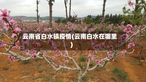 云南省白水镇疫情(云南白水在哪里)-第2张图片