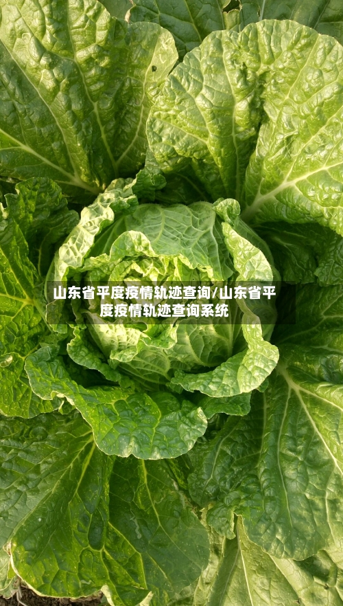 山东省平度疫情轨迹查询/山东省平度疫情轨迹查询系统-第1张图片