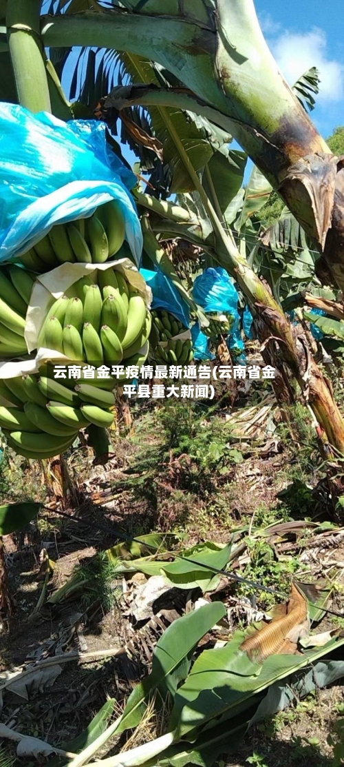 云南省金平疫情最新通告(云南省金平县重大新闻)-第1张图片