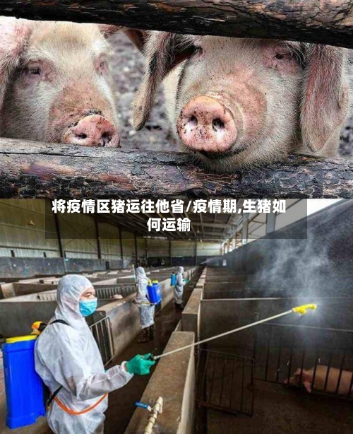 将疫情区猪运往他省/疫情期,生猪如何运输-第1张图片