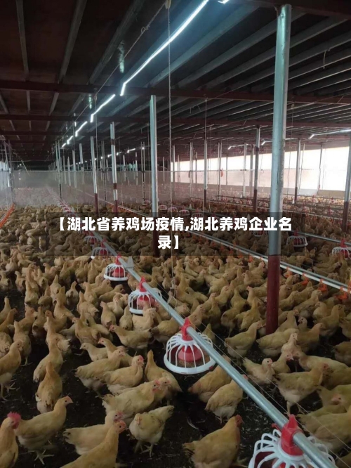 【湖北省养鸡场疫情,湖北养鸡企业名录】-第1张图片