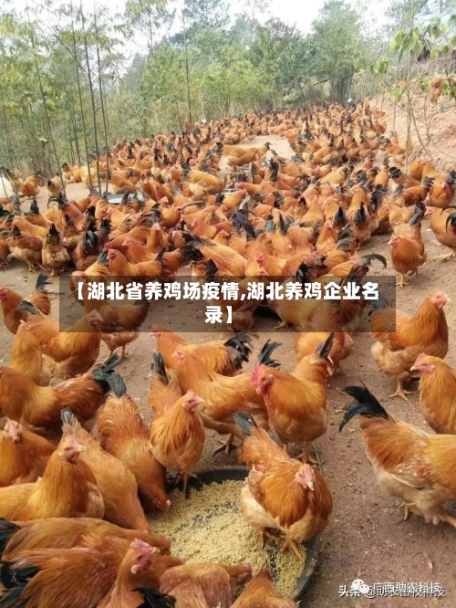 【湖北省养鸡场疫情,湖北养鸡企业名录】-第2张图片