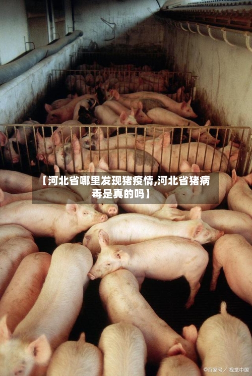 【河北省哪里发现猪疫情,河北省猪病毒是真的吗】-第1张图片