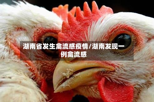 湖南省发生禽流感疫情/湖南发现一例禽流感-第1张图片