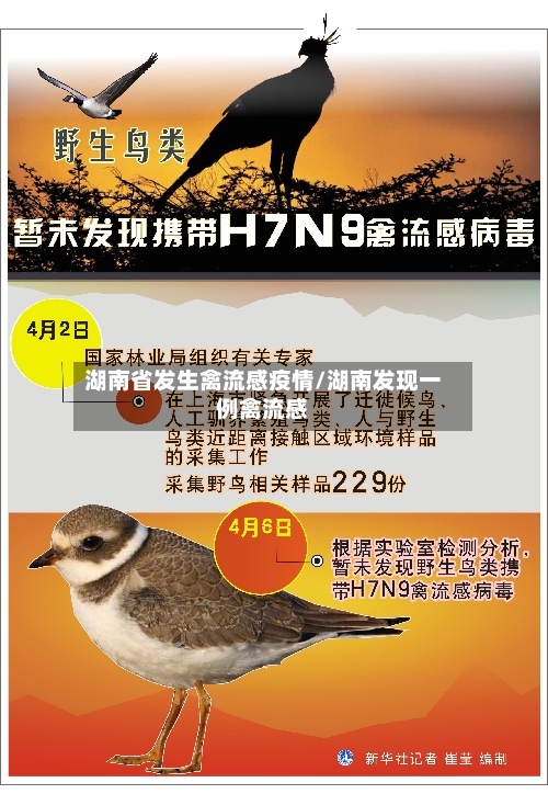 湖南省发生禽流感疫情/湖南发现一例禽流感-第3张图片