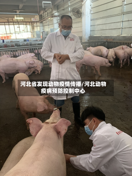 河北省发现动物疫情传播/河北动物疫病预防控制中心-第1张图片