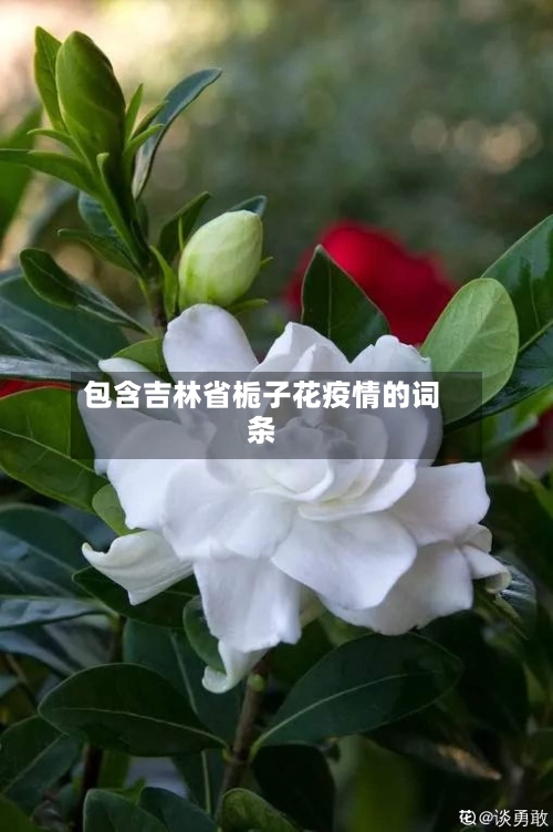 包含吉林省栀子花疫情的词条-第2张图片