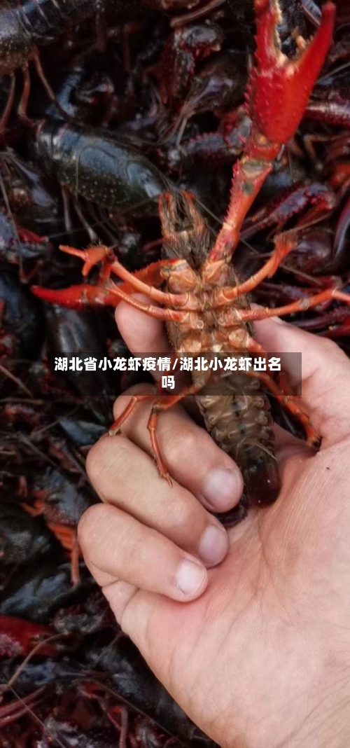 湖北省小龙虾疫情/湖北小龙虾出名吗-第3张图片
