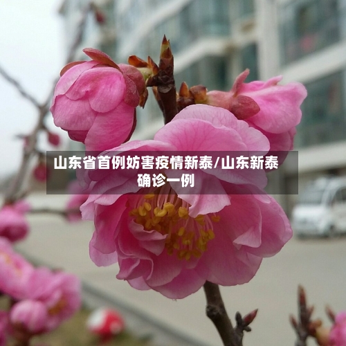 山东省首例妨害疫情新泰/山东新泰确诊一例-第1张图片