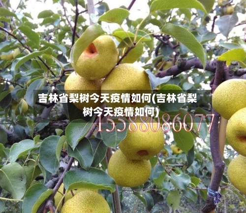 吉林省梨树今天疫情如何(吉林省梨树今天疫情如何)-第1张图片