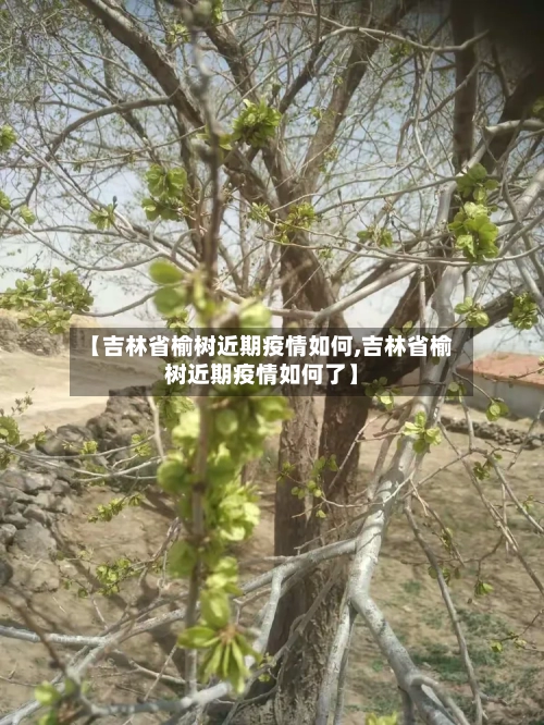 【吉林省榆树近期疫情如何,吉林省榆树近期疫情如何了】-第2张图片