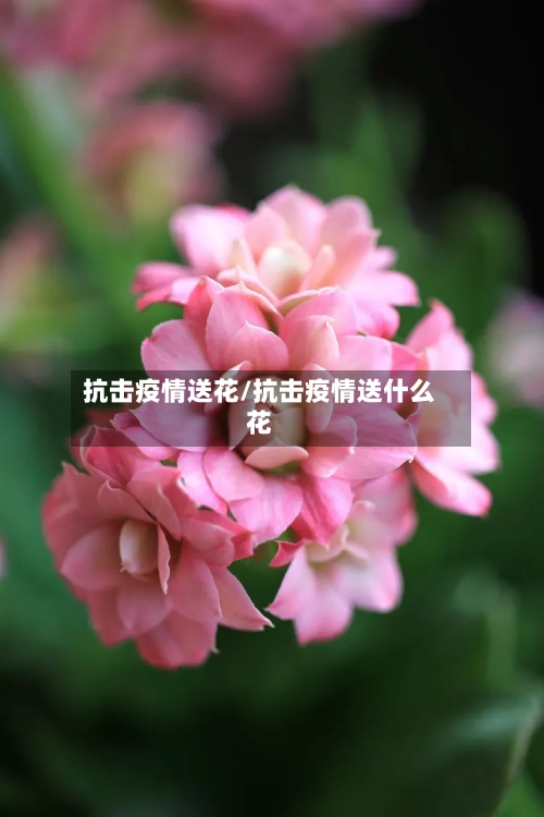 抗击疫情送花/抗击疫情送什么花-第2张图片
