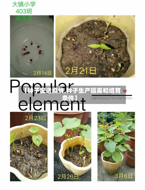 【种子配送疫情,种子生产隔离和培育条件】-第2张图片