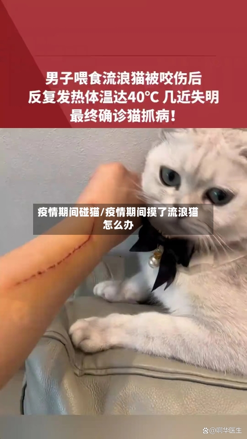 疫情期间碰猫/疫情期间摸了流浪猫怎么办-第2张图片