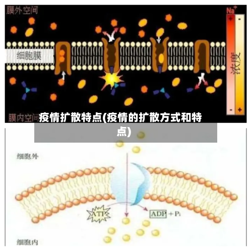 疫情扩散特点(疫情的扩散方式和特点)-第1张图片