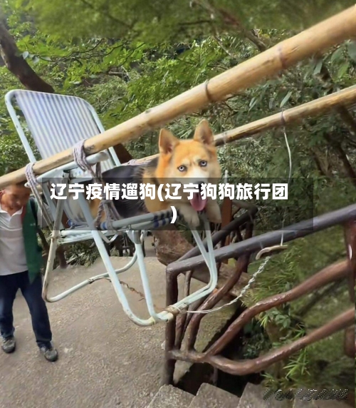 辽宁疫情遛狗(辽宁狗狗旅行团)-第2张图片
