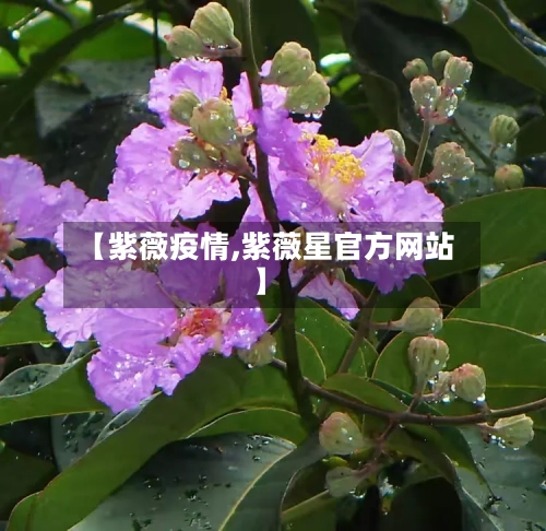 【紫薇疫情,紫薇星官方网站】-第3张图片